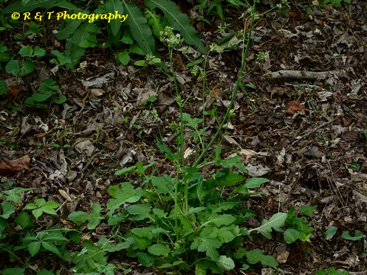 {Youngia japonica}